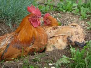 comment élever des poules