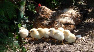poule et ses poussins