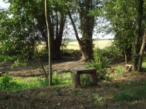 Fête de l'arbre