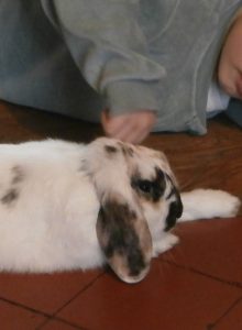 lapin Chouchoute