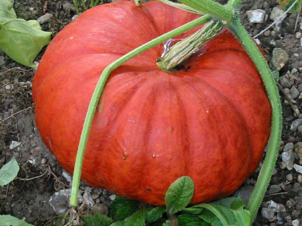 Jardin : Potiron rouge vif d'étampes