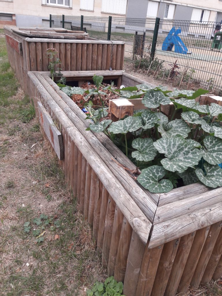courges dans le compost