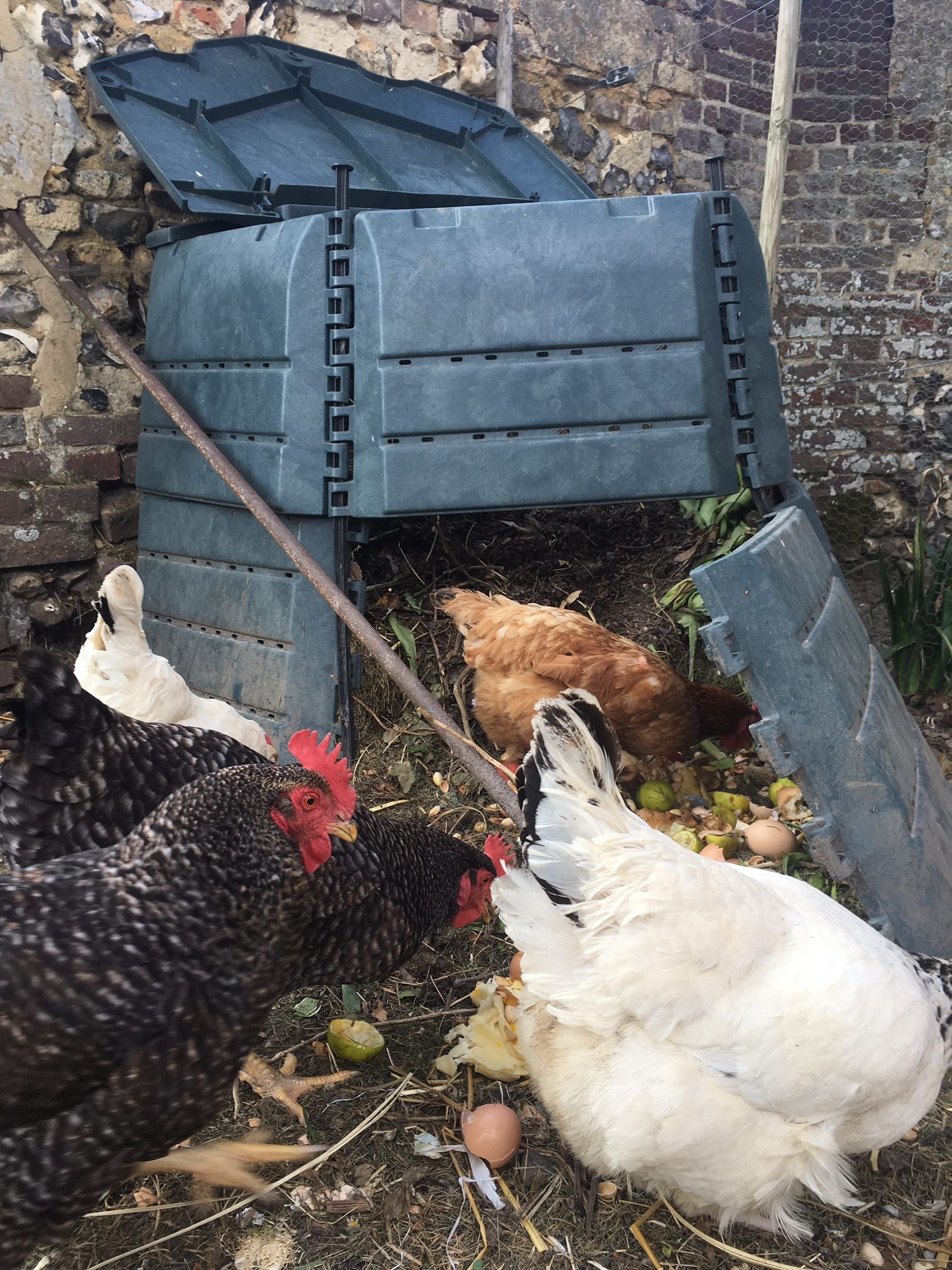Les poules au compost (Fleur)
